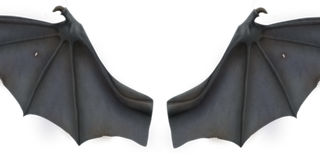 黑色蝙蝠翅膀美工视觉设计免扣素材