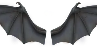 黑色蝙蝠翅膀美工视觉设计免扣素材