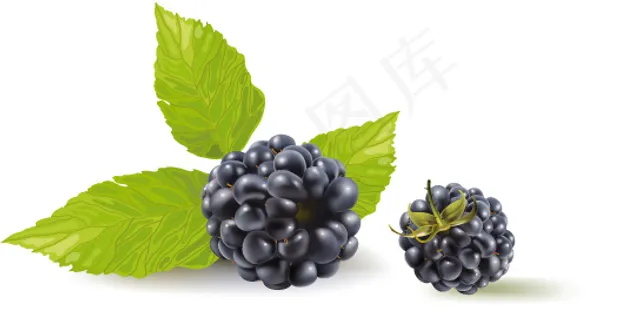 水果矢量素材 水果矢量素材