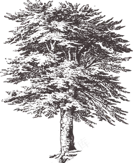 黑白铅笔画树木矢量设计素材