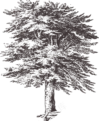 黑白铅笔画树木矢量设计素材