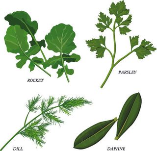 中草药枝叶植物矢量图2