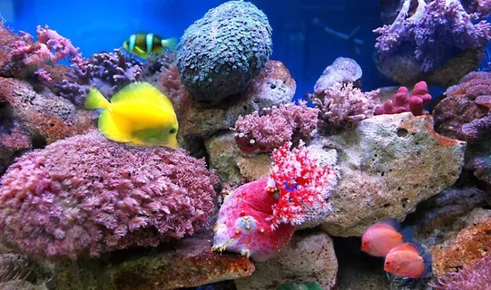 海底鱼类高清摄影图片