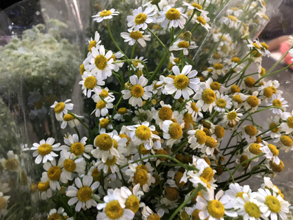 高清近拍邹菊花图