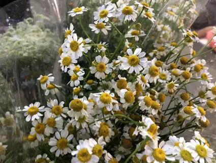 高清近拍邹菊花图 高清近拍邹菊花图