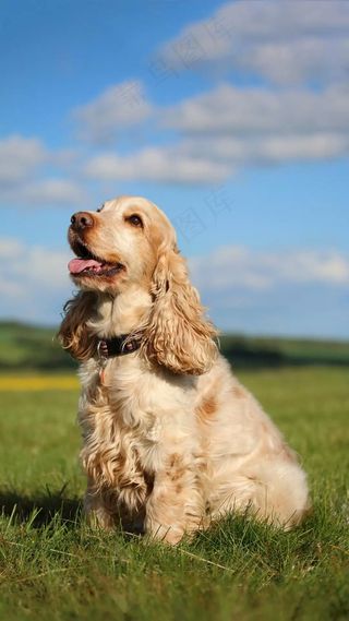 狗高清摄影图片