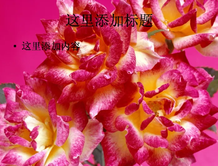 大自然花卉花儿朵朵高清宽屏ppt...