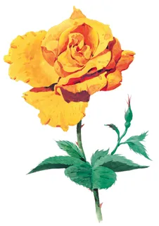 花卉图案水墨画牡丹