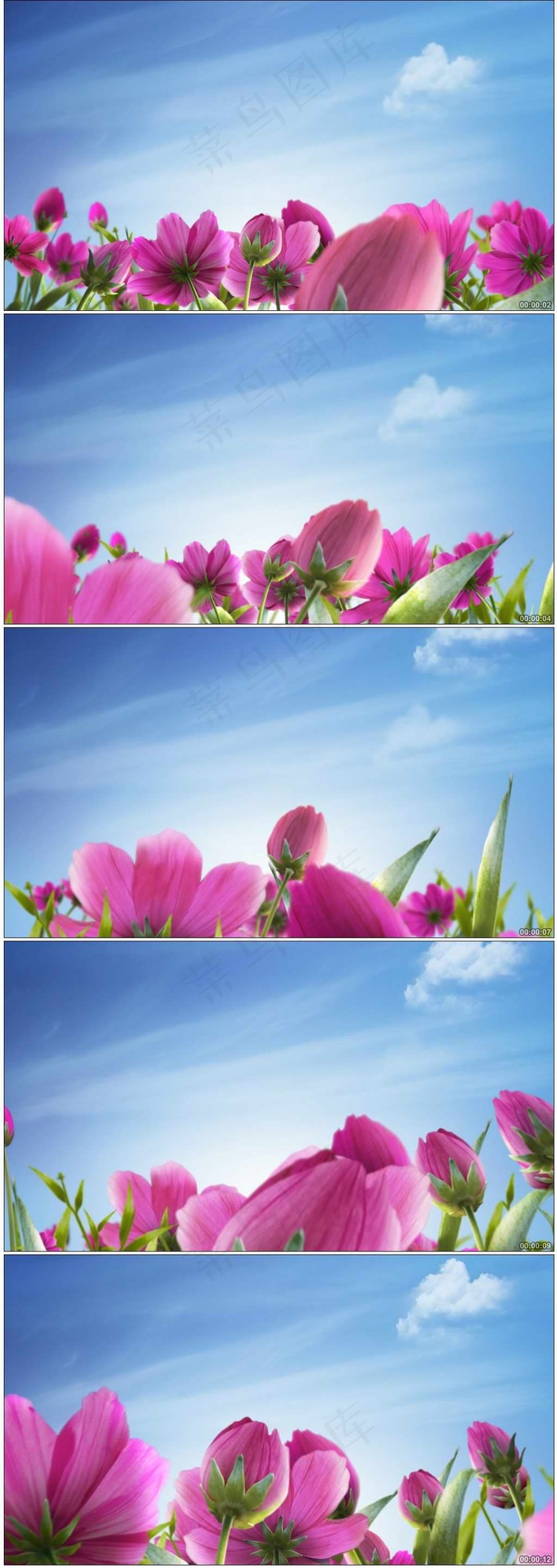 唯美鲜花盛开蓝天白云高清视频