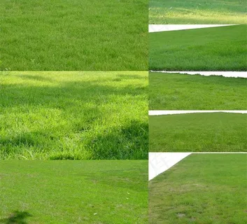 绿色草坪图片 绿色草坪图片