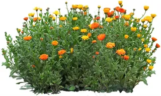 高清免抠植物金盏花