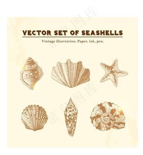 手绘贝壳