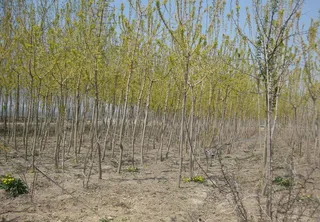 春天的树林图片