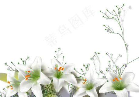 百合花高清素材