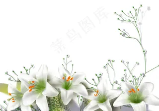 百合花高清素材