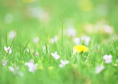 草地上的野花图片