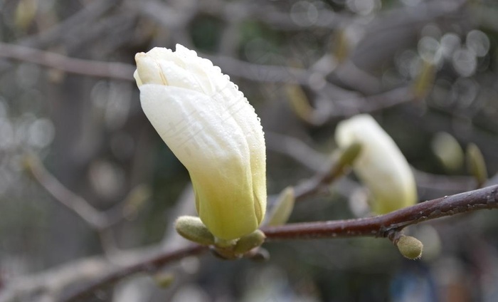 白玉兰花图片