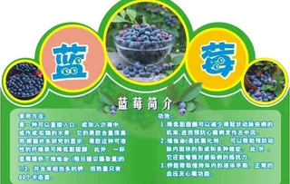 蓝莓吊牌图片