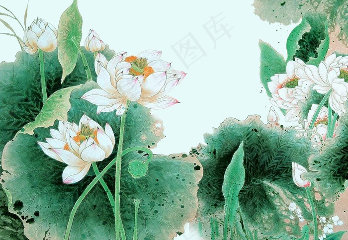 国画荷花图片
