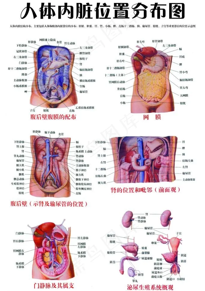 人体内脏位置分布图图片psd模版下载