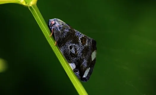 印花蛾图片 印花蛾图片