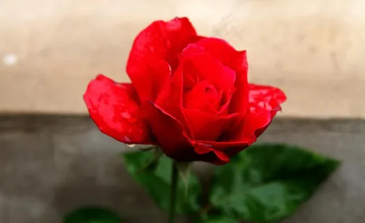 盛开的月季花图片 盛开的月季花图片