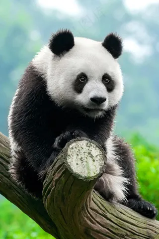 熊猫 熊猫