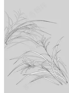 花和草线条画 花和草线条画