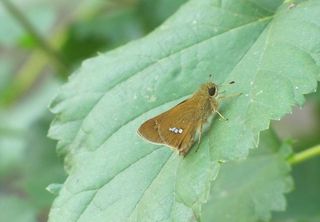 停在叶子上休息的有翅昆虫图片