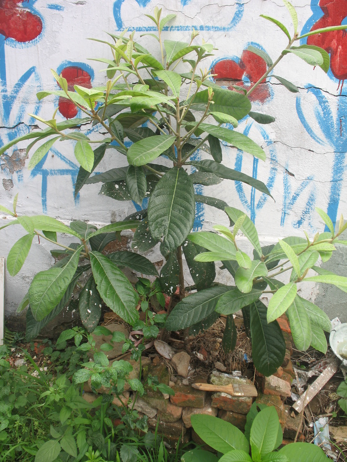 枇杷图片