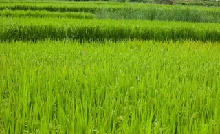 水稻图片