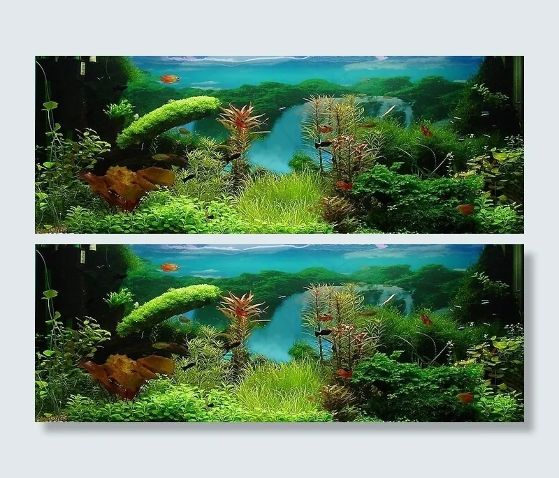 水草造景图片