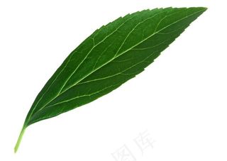 长条状植物叶片