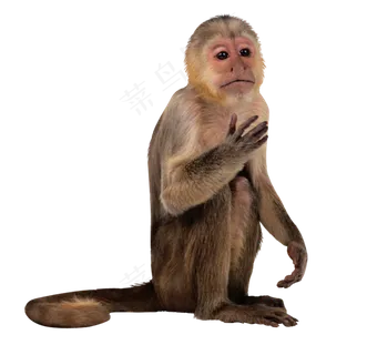 真实可爱猴子照片png免抠
