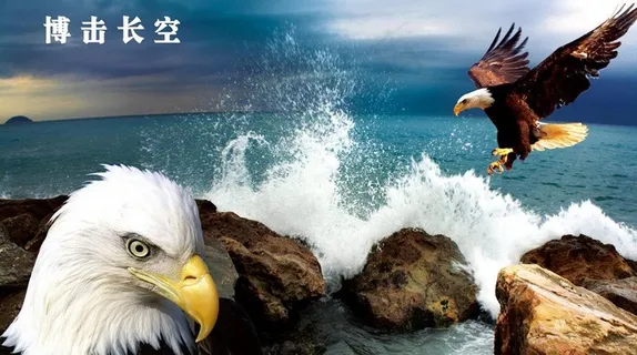 企业文化 博击长空图片