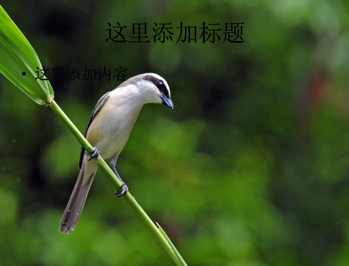 穿行在芦苇中的红尾伯劳摄影高清p...