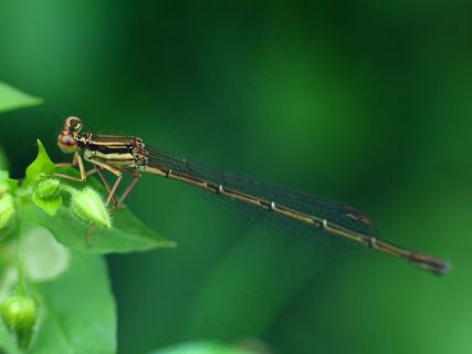 绿草上蜻蜓图片 绿草上蜻蜓图片