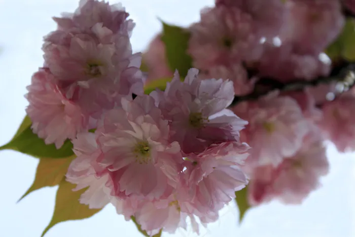 樱花图片