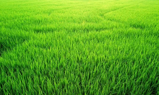 草地 绿草图片 草地 绿草图片