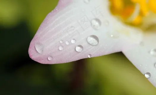 美丽鲜花 水珠图片 美丽鲜花 水珠图片