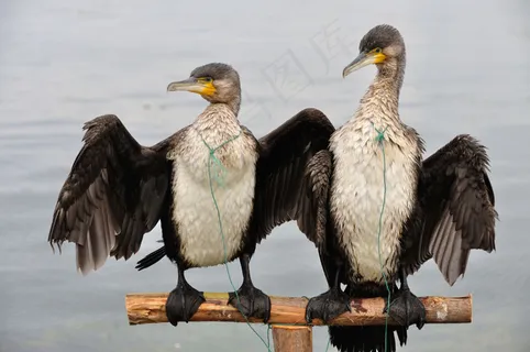 云南大理双廊洱海海边鱼鹰图片