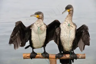 云南大理双廊洱海海边鱼鹰图片