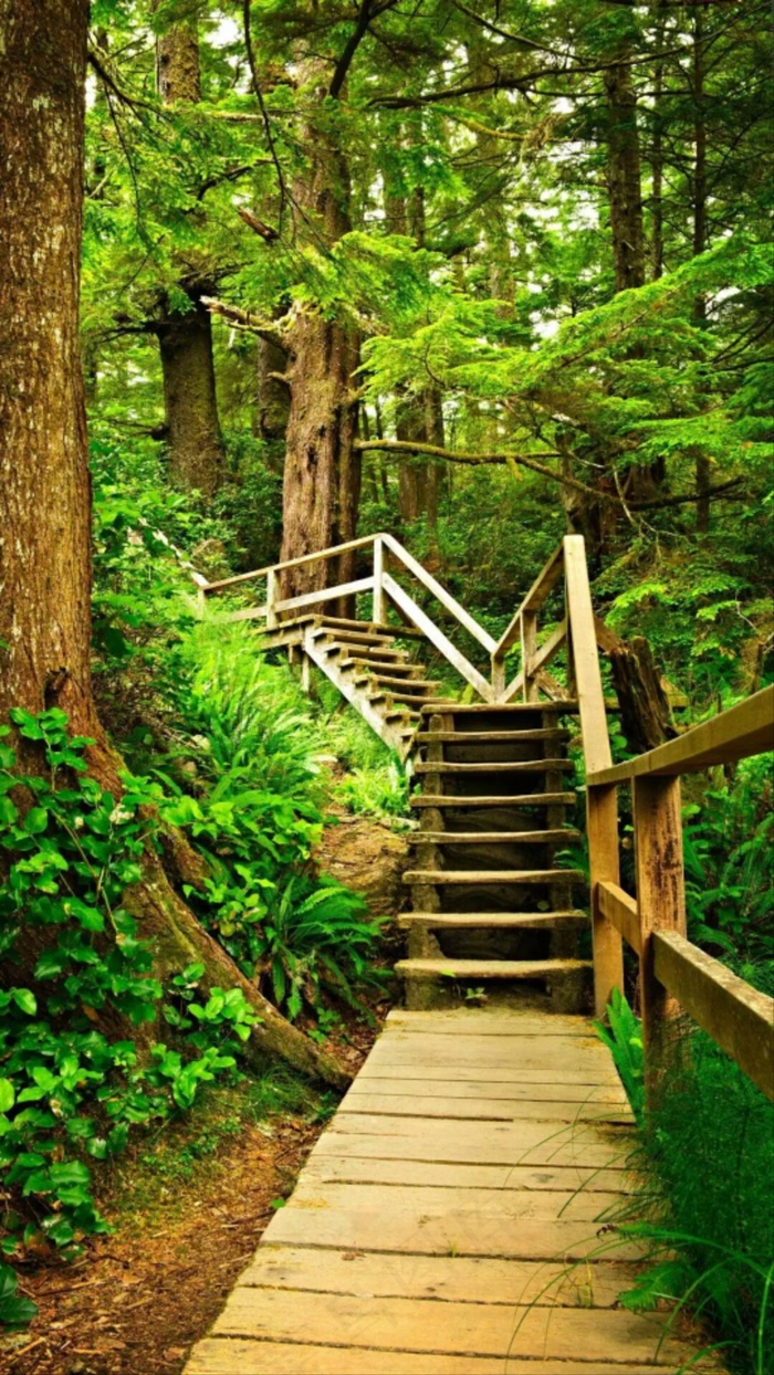 树林木栈道高清摄影图片