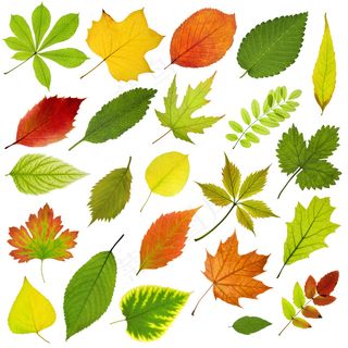 树叶高清摄影图图片