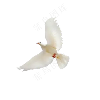 飞舞的鸽子PNG免抠图高清素材下载... 飞舞的鸽子PNG免抠图高清素材下载...