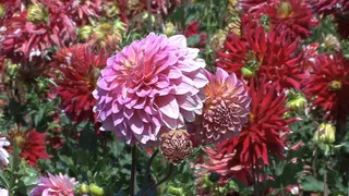 粉红和红色的紫苑2股票的录像