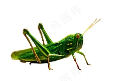 蝗虫免抠素材PSD分层