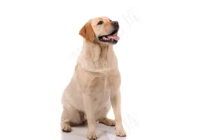 可爱宠物狗图片