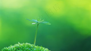 春天发芽小草