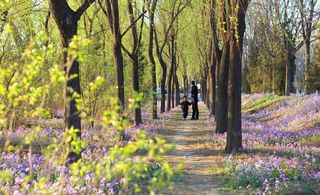 春天的小树林图片